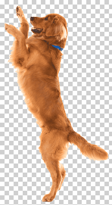 perro juguetes tienda de mascotas flirt pole, perro, animales, carnivoran, perro de juguete png