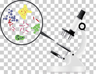 Ilustración de microscopio, bacterias, microorganismo, microscopio, análisis bacteriológico de agua euclidiana, bacterias microscópicas, ángulo, técnica, producto png