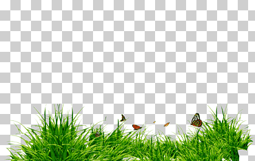 estudio picsart, masha y el oso, hierba, césped, Fondo de escritorio png