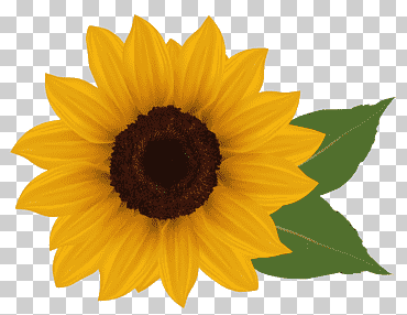 Ilustración de girasol, girasol común, girasol, formatos de archivo de imagen, girasol, semilla de girasol png