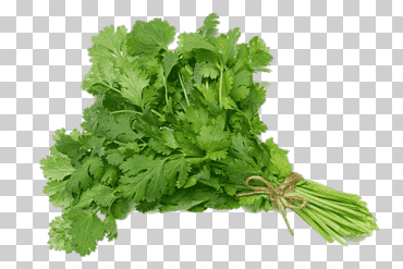 cilantro hierba condimento de salsa picante, neem, vegetales de hoja, comida, Espinacas png