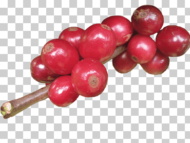 café arábica café arándano, café arábica, alimentos naturales, Frutti di Bosco, aptitud física png