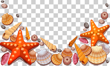 ilustración de conchas marinas, concha, estrella de mar, animales, naranja, feliz cumpleaños vector imágenes png