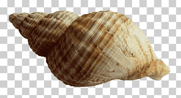Concha marrón y blanca, concha, concha de mar., playa, caracoles y babosas, moluscos png
