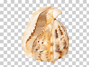 caracol de mar concha, manchas de caracol, formatos de archivo de imagen, lugar, moluscos png