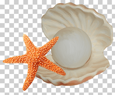 estrellas de mar y perlas, conchas marinas, estrellas de mar y conchas, animales, naranja, bibelot png