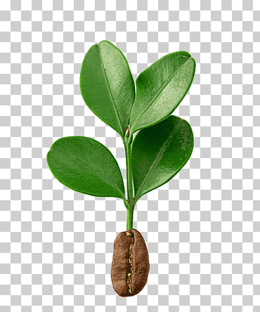 granos de café en el material del árbol de café, granos de café, frijoles, árbol de café png