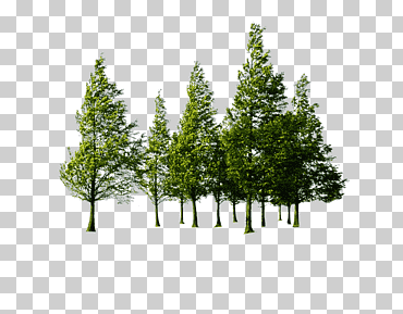 Ilustración de árboles, bosque de árboles, hermoso bosque de árboles verdes, hoja, rama de árbol, ambiental png