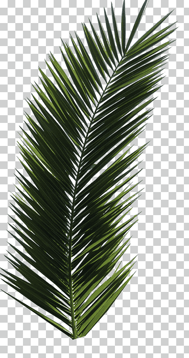 Ilustración de hojas de palmera verde, archivo de computadora en color de hoja de otoño, palmera, hoja, arecaceae, Coco png