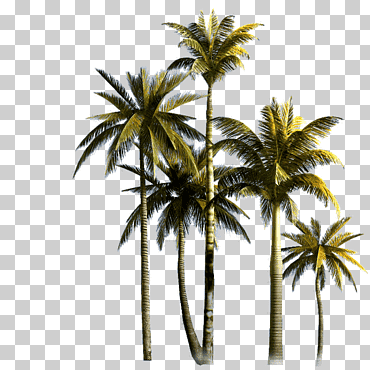 palmera asiática palmera palmera euclidiana, arboleda del coco, palmera, palmera, arecaceae, número png