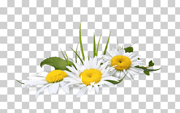 gráficos de red portátiles manzanilla psd adobe shop formato de archivo, manzanilla, arreglos florales, fondo de pantalla de la computadora, hierba png