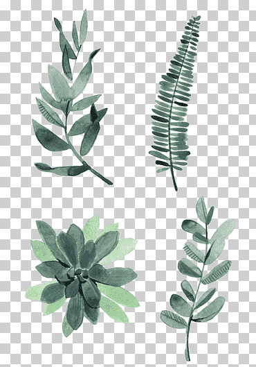 Acuarela, dibujo, planta, ilustración, acuarela, hojas, cuatro, surtido, hojas, verde, botánica, hojas de acuarela, hoja png