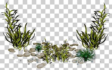 Plantas de hoja verde, algas, algas marinas., hierba, criaturas del mar, Imagen digital png