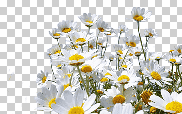 margarita común manzanilla, manzanilla, amor, fondo de pantalla de la computadora, hierba png