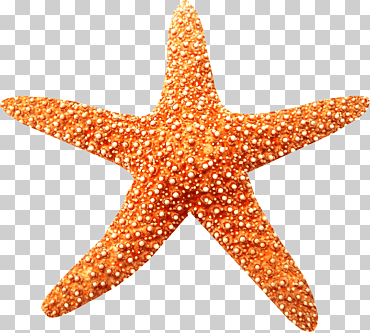 mar estrella de mar playa arrecife de coral, mar, naranja, Oceano, animal png
