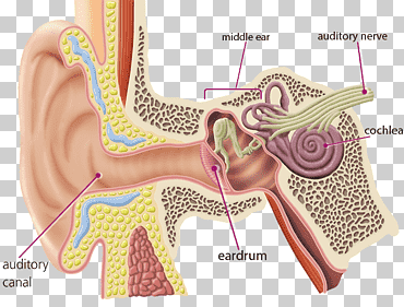 audición cerebro sistema nervioso auditivo coclear, oído, gente, químico, nervio png