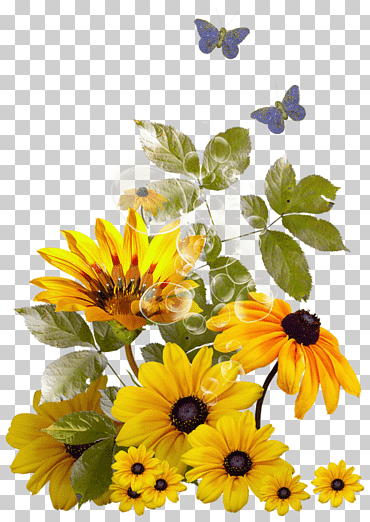 Cuadros de red portátiles, girasol común, vector girasol., arreglos florales, girasol, flor png