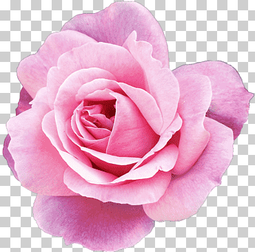 rosa flores rosa flor rosa, púrpura, floribunda, flor png