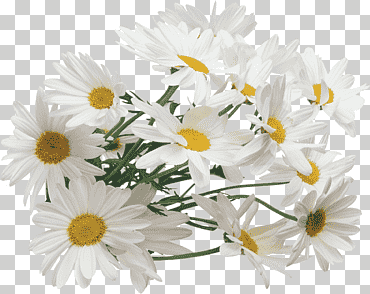Flor de manzanilla rapida, camomila., blanco, jardín de flores, planta anual png
