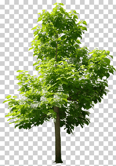 Árboles para jardines pequeños vivero de sweetgum, arbol., hoja, rama, tallo de la planta png