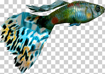 peces ornamentales guppy, peces, animales, Mariscos, acuario png