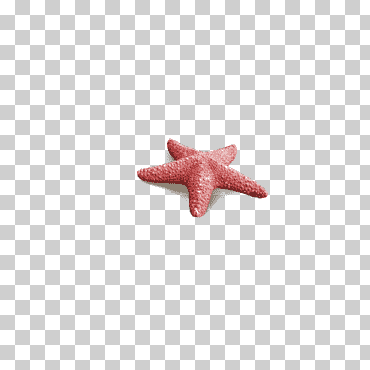 estrella roja, patrón de estrella de mar, estrella de mar, animales, dibujos animados de estrellas de mar, estrella de mar blanca png