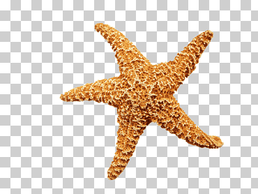mar de mar villa villa playa, estrella de mar, animales, dibujos animados de estrellas de mar, invertebrados marinos png