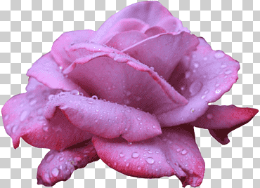 escritorio de flor rosa de playa, flor, púrpura, azul, flor png