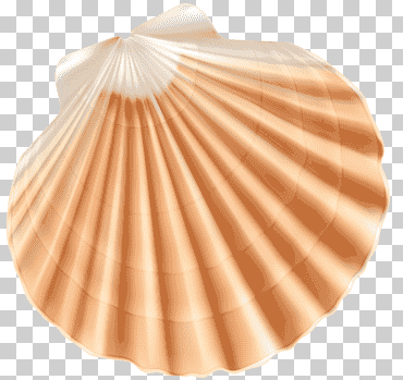 almeja de concha, concha de mar, ilustración de concha de color beige y blanco, playa, naranja, color png