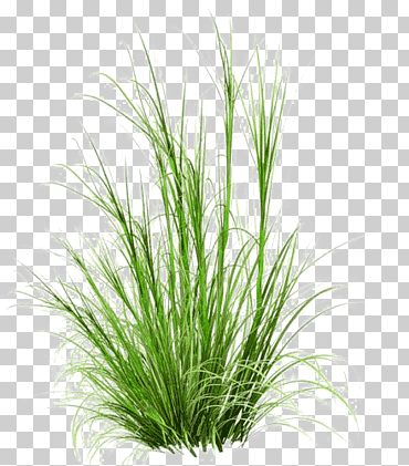 hierba, césped verde, hierba exuberante, maleza png