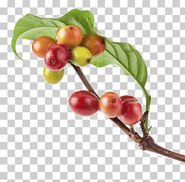café kona café en grano café arábica café preparado, café, alimentos naturales, comida, horneando png