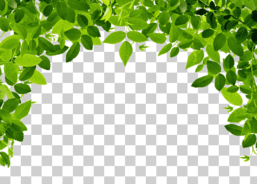 Ilustración de hojas verdes, fotografía de hojas, hojas de borde., hojas de acuarela, rama, marco de borde png
