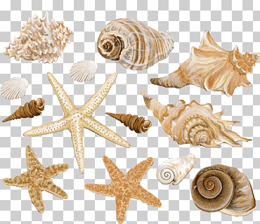 Ilustración de conchas marinas de formas y colores, concha de moluscos de concha de concha de concha de mar, concha de playa, material de decoración de conchas, playa, animales, decorativo png
