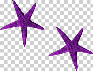 estrella de mar púrpura euclidiana, hermosa estrella de mar púrpura, animales, Violeta, invertebrados marinos png