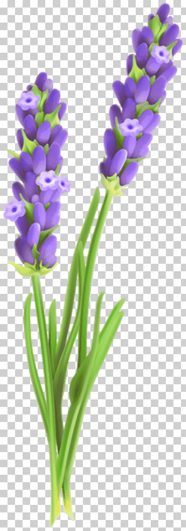 lavanda púrpura arte, lavanda inglesa flor de lavanda francesa, lavanda, púrpura, Violeta, color png
