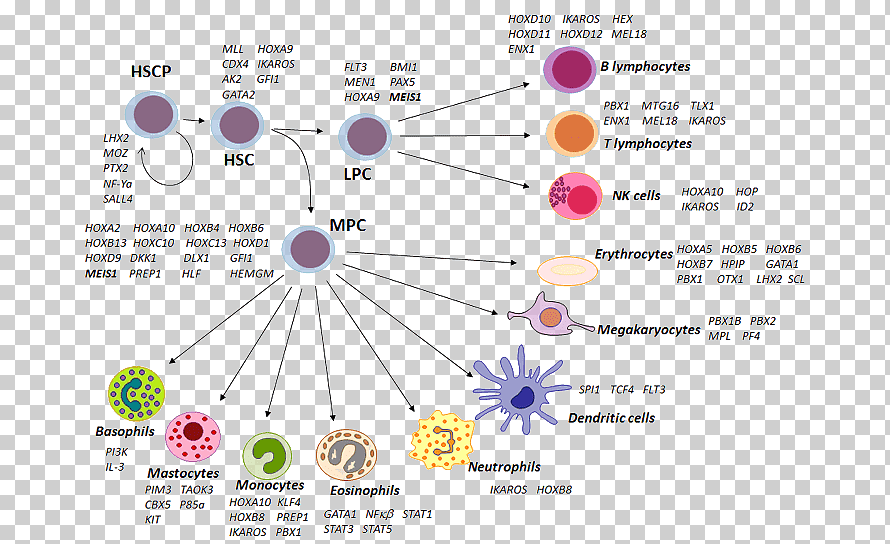 Hematopoietic stem cell Precursor cell Haematopoiesis, stellate ...