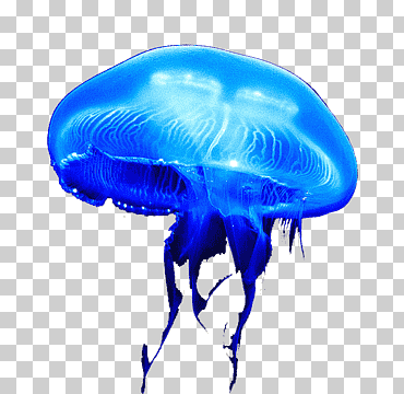 medusas azules, medusas lago aurelia aurita mar, medusas luna, azul, mascota, Medusa png