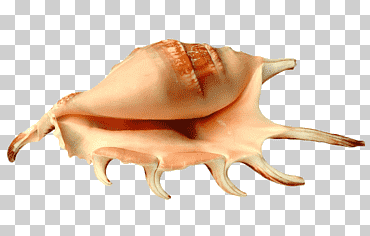 Concha marrón, caracol de mar, concha, cangrejo ermitaño, concha, Mariscos, verano, alimentos de origen animal png