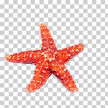 equinodermo medusa estrellas de mar u5357u4eacu6d77u5e95u4e16u754c biología marina, estrella de mar, playa, animales, naranja png