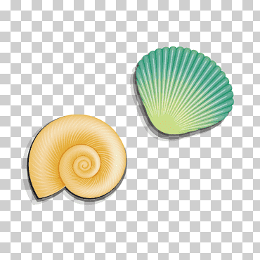 caracol de mar, caracola, material, cáscara de huevo, cáscara png