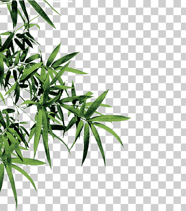 bambú, hojas de bambú, hojas de acuarela, hoja, rama png