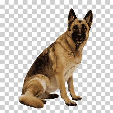 Pastor Alemán marrón y negro sentado, pastor alemán, perro, perros, animales, carnivoran, mascota png