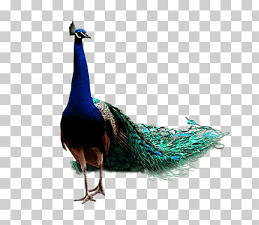 pájaro pavo real pluma, pavo real, Gráficos 3d por computadora, animales, sencillo png