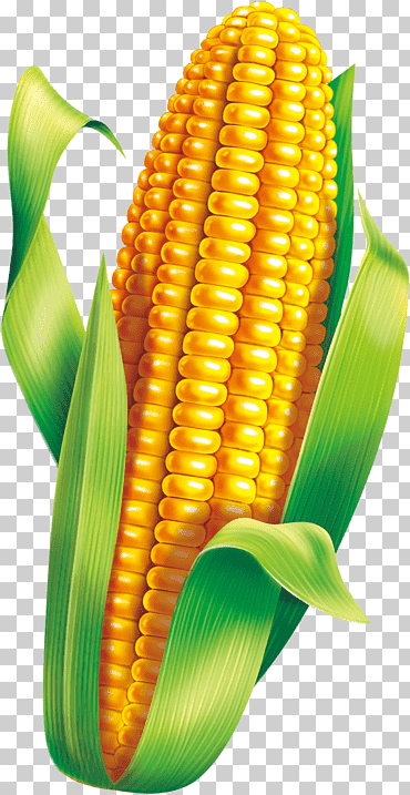 material de maiz, maíz, verde, hojas verdes png