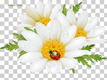 flor stock photography manzanilla, flor, arreglos florales, Reino libre, Fondo de escritorio png