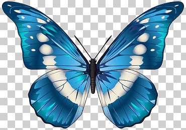 Mariposa azul morpho menelaus, mariposa azul, azul y blanco mariposa ilustración, azul, mariposa patas de pincel, simetría png