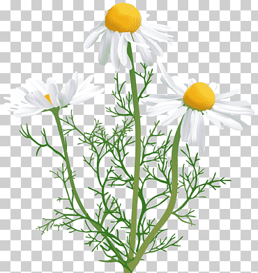 Arte de flores de manzanilla blanca, flor de manzanilla, manzanilla, tallo de la planta, las flores, familia de margaritas png