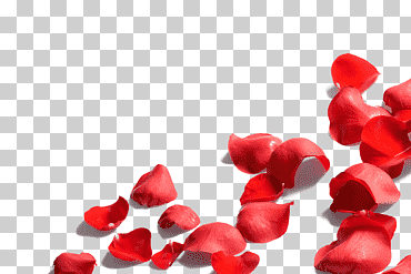 hojas rojas, flor de pétalo rosa, pétalo de rosa, amor, corazón, flor png