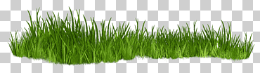 arbustos, plantas, hierba, césped, pasto de trigo png