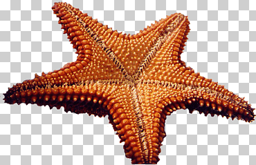 Starfish portátil red de gráficos invertebrados equinodermo, estrella de mar, animales, invertebrados marinos, equinodermo png